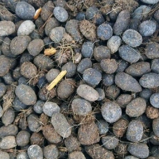 社旗县纯羊粪  兔粪  干鸡粪