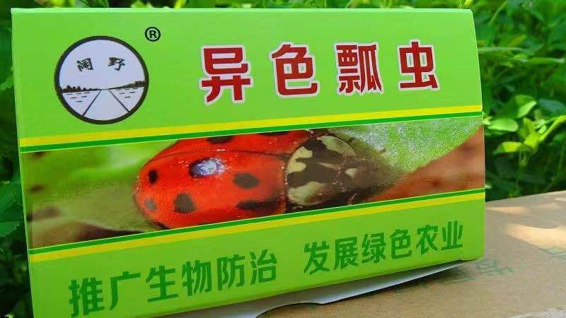 北京生物防治虫 异色瓢虫  蚜虫 介壳虫  果蔬 昆虫 大棚 天敌