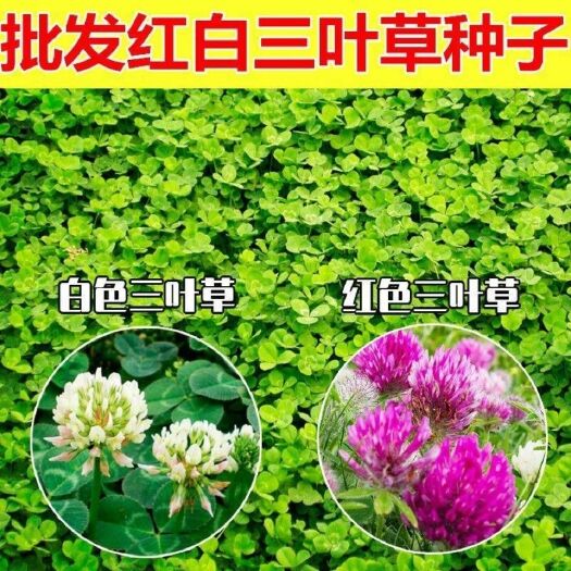 杭州白三叶草种子 红三叶草种籽 四季青多年生草坪果园绿肥牧草草籽