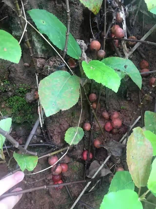 野地瓜