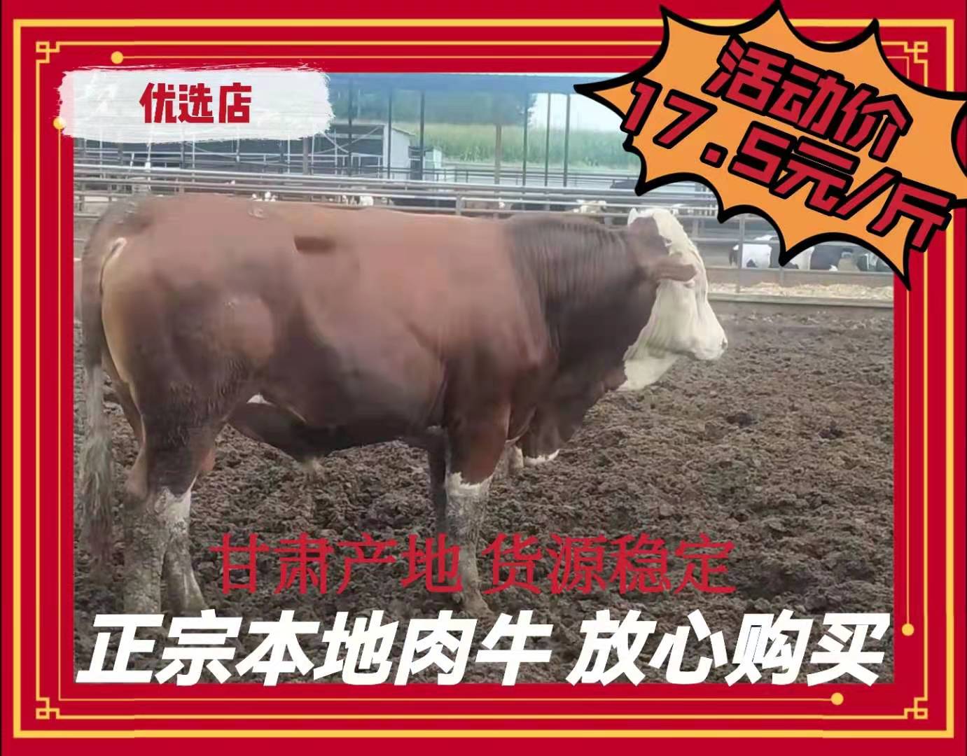 礼县甘肃肉牛，供应公牛，过千斤的膘肥体壮出肉率高肉质鲜嫩可口水