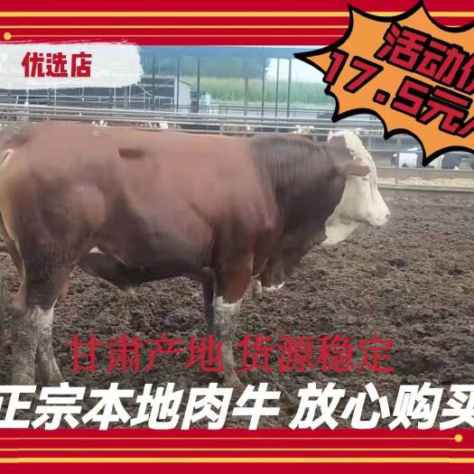 礼县甘肃肉牛，供应公牛，过千斤的膘肥体壮出肉率高肉质鲜嫩可口水