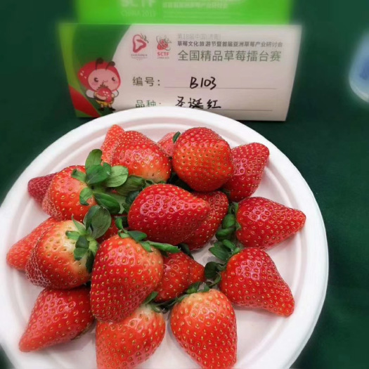 泰安圣诞红草莓苗，一级矮壮苗，现挖现发，泡沫箱加冰保湿邮寄