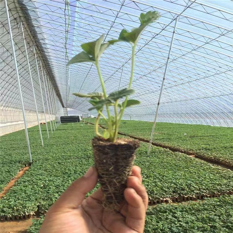 草莓穴盘苗 脱毒草莓苗，红颜  章姬  粉玉  隋株穴盘苗