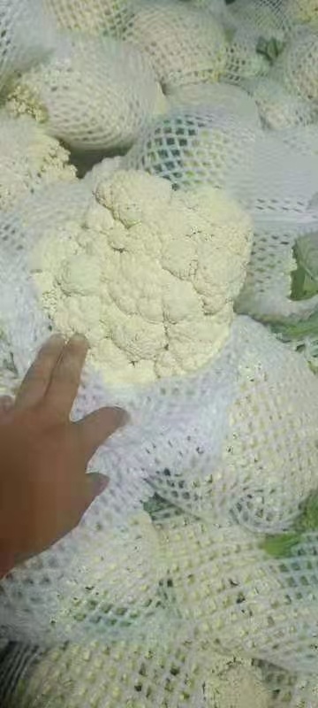 鸡泽县白花菜花 菜花加工厂专用菜花