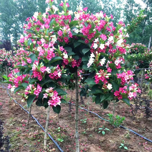 沭阳县五彩锦带花树苗红王子锦带花苗盆栽地栽庭院耐寒植物