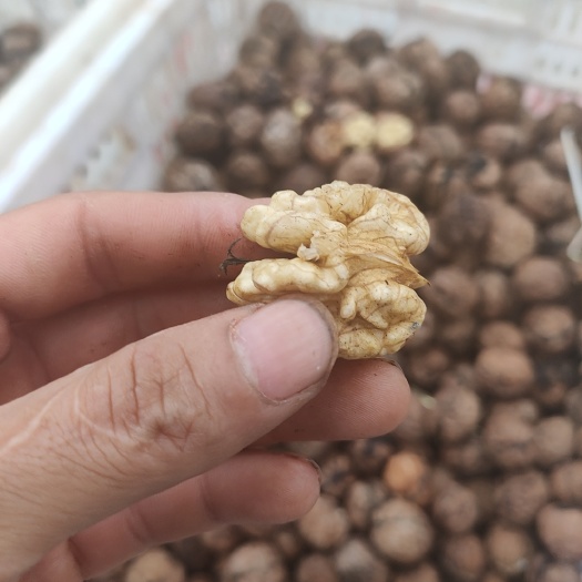 三台县薄皮核桃  核桃