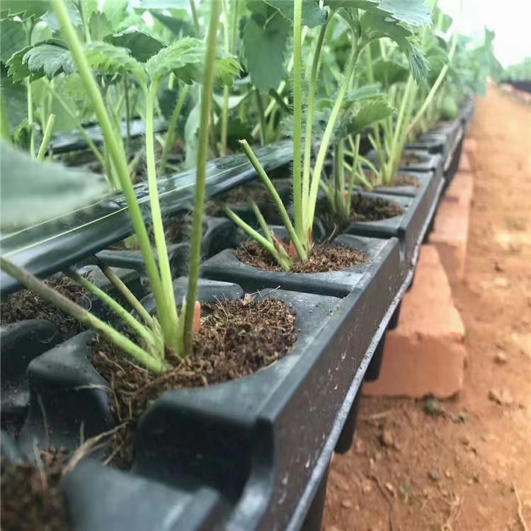 草莓穴盘苗 脱毒草莓苗，红颜  章姬  粉玉  隋株穴盘苗