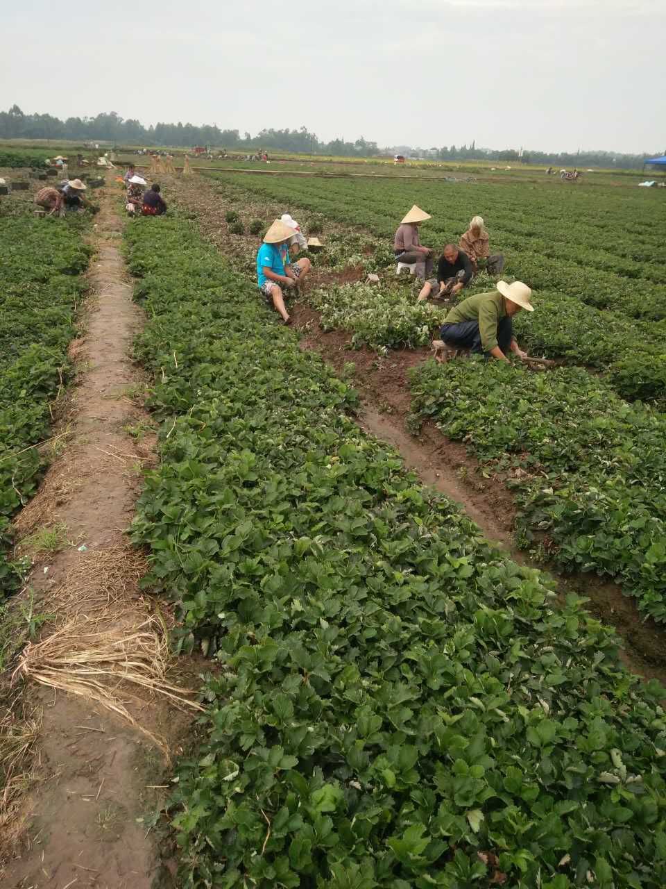 章姬草莓苗  一级矮壮苗   基地直销  保证品种