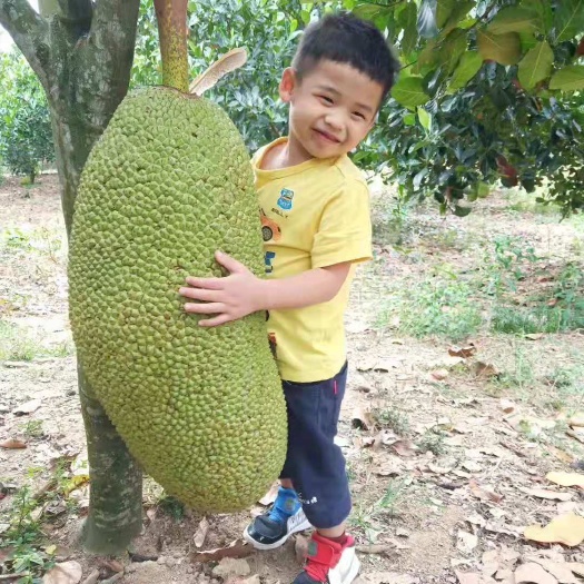 保亭县海南黄肉菠萝蜜2元每斤快递包邮干苞新鲜菠萝蜜