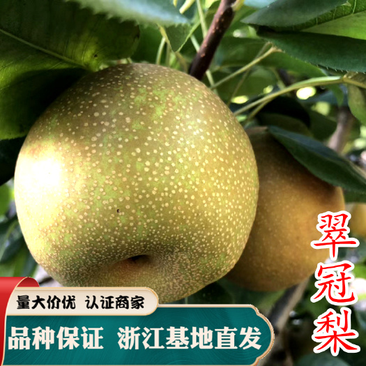 嵊州市翠冠梨苗 梨苗 嫁接苗 梨树新品种