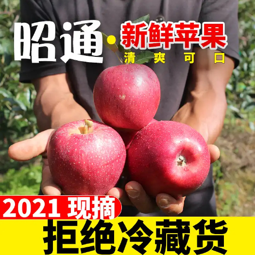 昭通苹果  云南昭通冰糖5斤10斤装脆甜可口一件代发包邮
