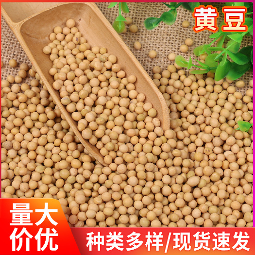 临沂大量批发五谷杂粮黄豆 东北农家黄豆磨豆浆用大豆 东北大粒黄豆