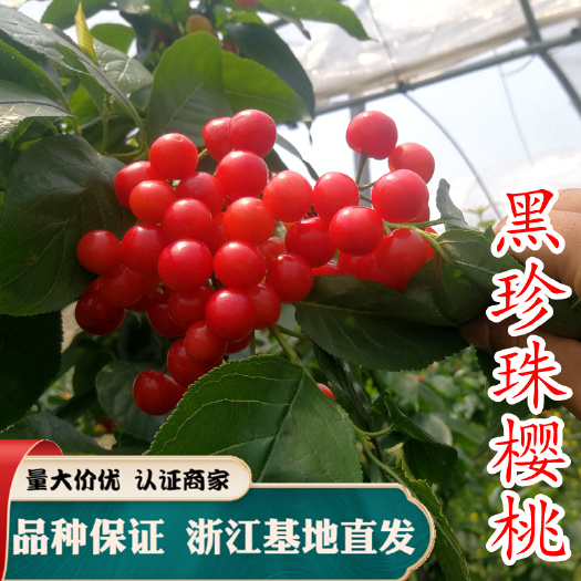 黑珍珠苗  黑珍珠樱桃苗 乌皮樱桃 晚熟 黑珍珠南方种
