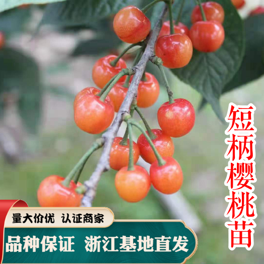 嵊州市早大果樱桃苗 短柄樱桃苗 早熟樱桃 南方种 诸暨短柄 嫁接苗