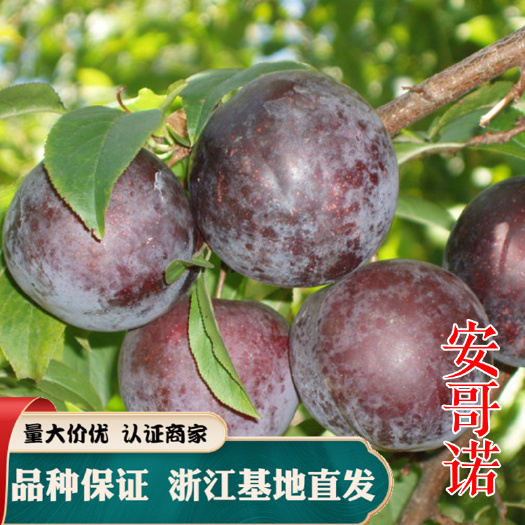 嵊州市安哥诺李子苗 晚熟李  嫁接苗 南方种美国黑布林苗