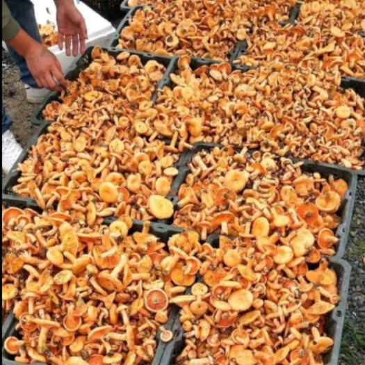 吉首市 野生樅菌，松樹菌，湖南湘西高山野生菌，加工菌油一件可發(fā)。