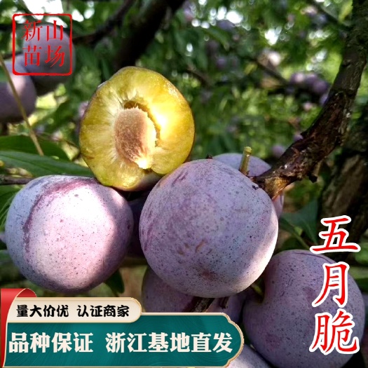 五月脆李苗 凤凰李苗 五月脆早熟一点红口感好根系发达口感好