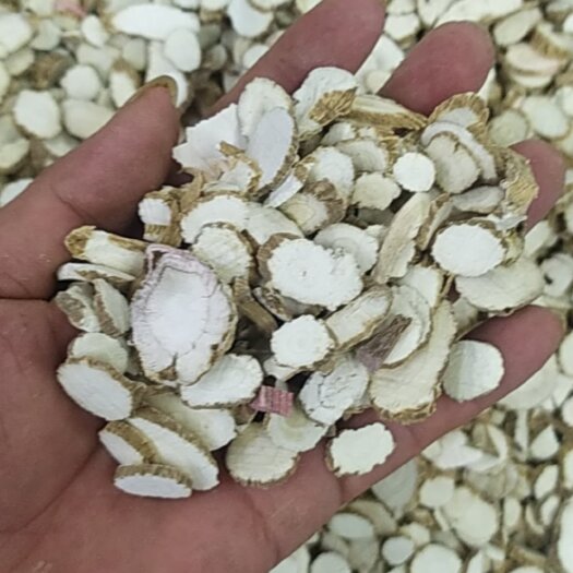 成都白芷  白芷