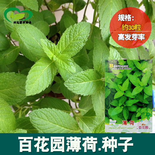 河间市 百花园薄荷种子 花卉种子阳台盆栽花草庭院绿植四季花种子批发