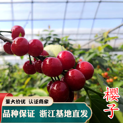 嵊州市早大果樱桃苗  樱子樱桃苗 樱珠 紫红樱桃苗 南方种