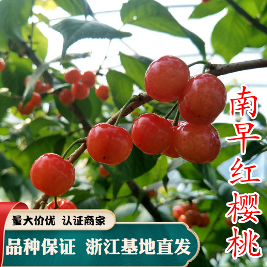 嵊州市早大果樱桃苗 南早红樱桃苗 浙江早熟樱桃苗 南方小樱桃嫁接苗
