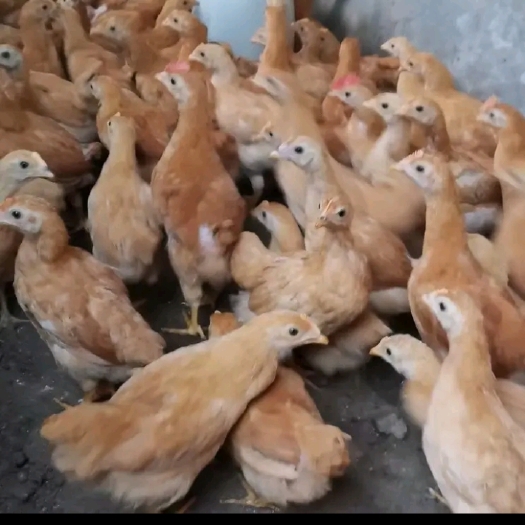 衡阳脱温土鸡黄土鸡蛋鸡灵山土鸡 黑土鸡中鸡出售 直接放养存活率高