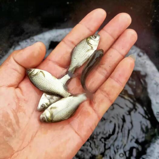 武胜县鲫鱼苗，中科五号，欢迎订购。