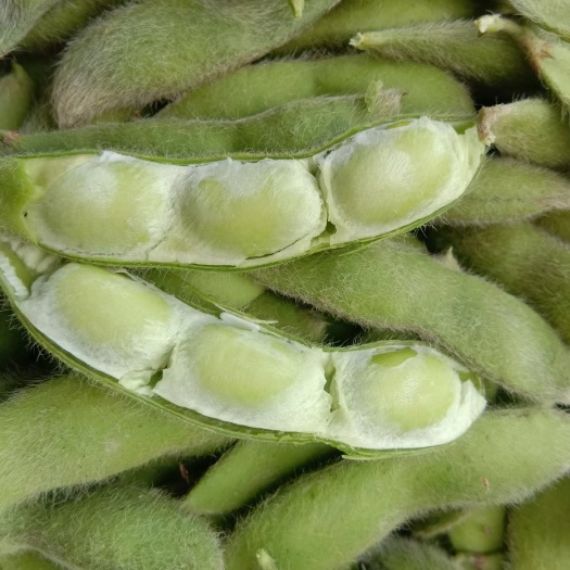 毛豆荚  安徽芜湖大毛豆，大量上市，产地直发供应全国各地