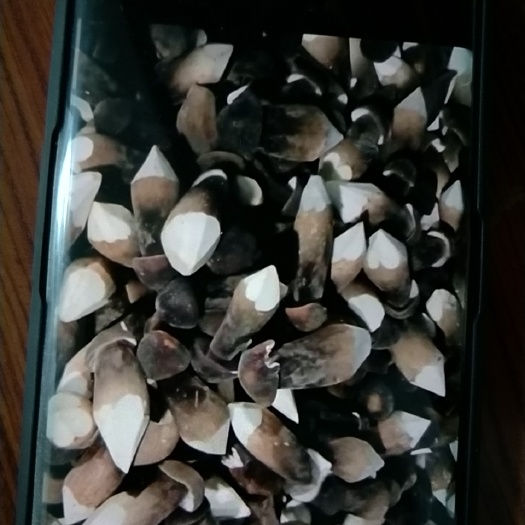 永新县鲜品黑皮鸡枞菌，皮黑肉白，营养丰富，产地直发，一手货源