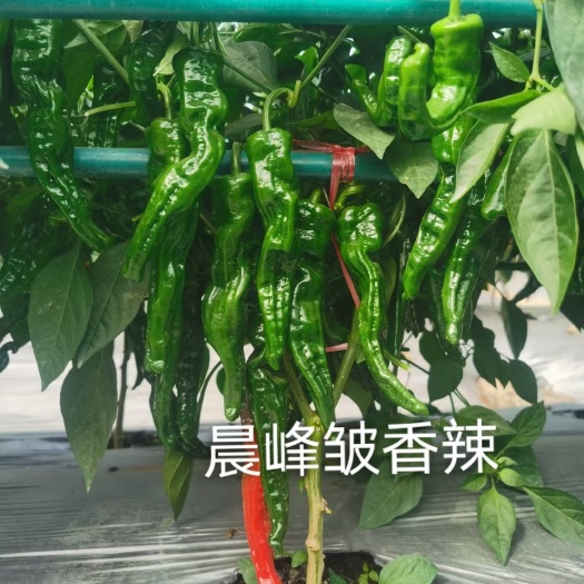 薄皮辣椒种子  晨峰皱香辣，薄皮辣椒，皮薄香辣味浓，坐果多，采收期长。