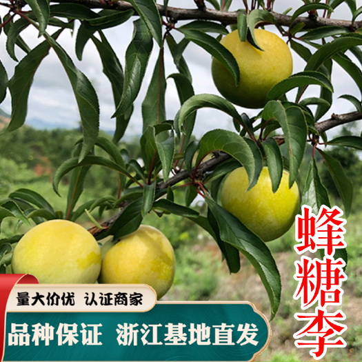 嵊州市蜂糖李树苗 蜂糖李 基地直销 现挖现发 提供技术指导