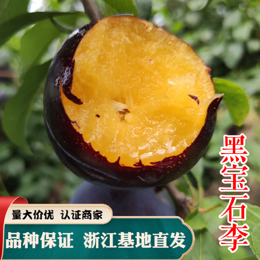 黑宝石李子苗 美国大黑李 嫁接李子树苗 南方北方种植