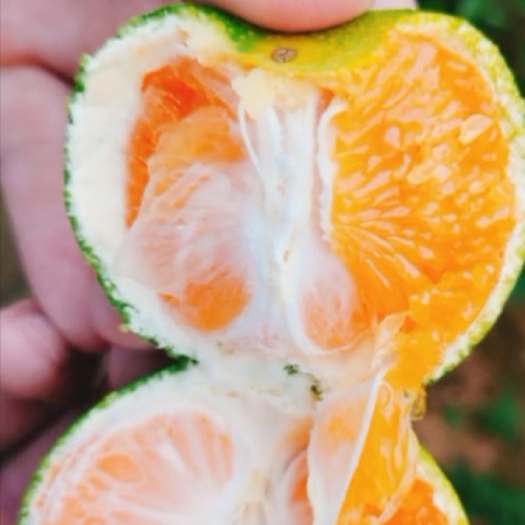 宜都市蜜桔  宜宜昌蜜橘，皮薄多汁，现摘现卖