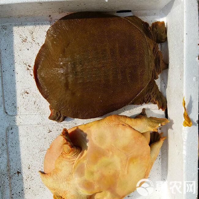 实时批发行情3年起步黄沙鳖 1-4斤外塘公甲鱼 规格齐全