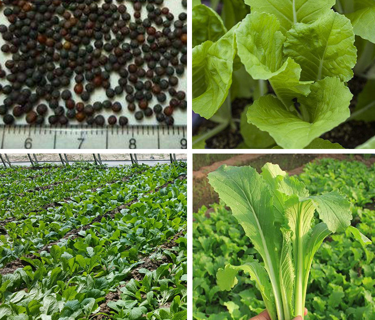 小白菜种子  四季奶油小白菜， 阳台菜园纤维少叶菜种子 蔬菜种子