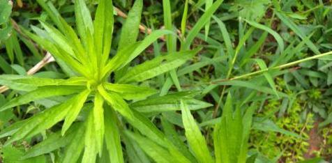 旬阳市小飞蓬学名小蓬草马齿笕蚂蚱菜  干净无杂质如有质量问题包退货