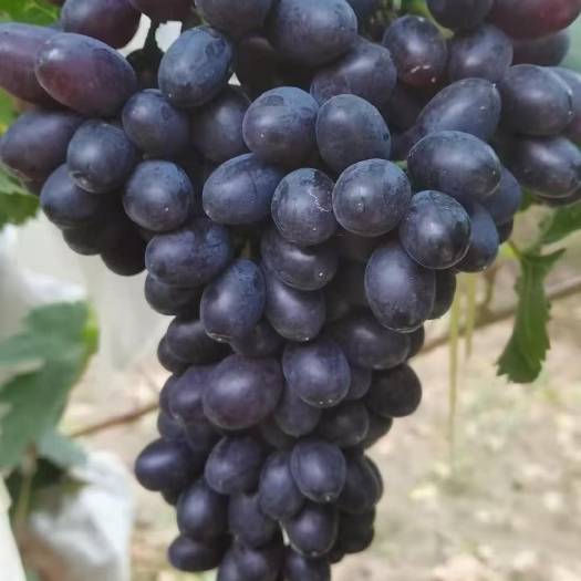 河北石家庄晋州大量紫甜A17葡萄大量上市欢迎选购