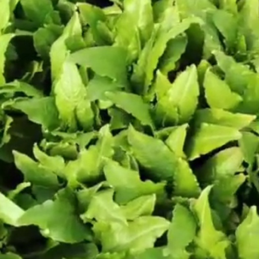 嵩明县青油麦 优质长杆油麦