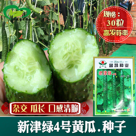 河间市 新津春4号黄瓜种子 农田菜园油亮绿瓤甜脆刺黄瓜蔬菜籽批发