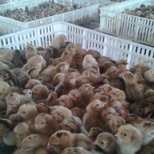 衡阳 湖南土鸡苗，厂家直销，保证质量，包运费