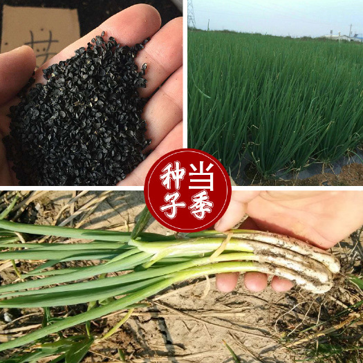 沧县四季小葱种子 农田菜园可盆栽葱白长香味浓柔嫩小葱蔬菜种子