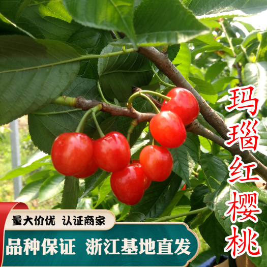 玛瑙红樱桃树苗 樱桃树贵州纳雍樱桃苗南方种庭院地栽