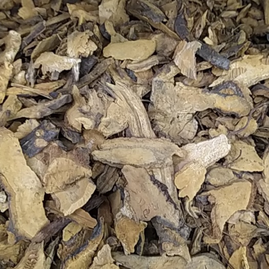 成都 虎杖
