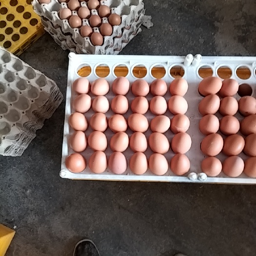 成都土鸡蛋  红心黄壳