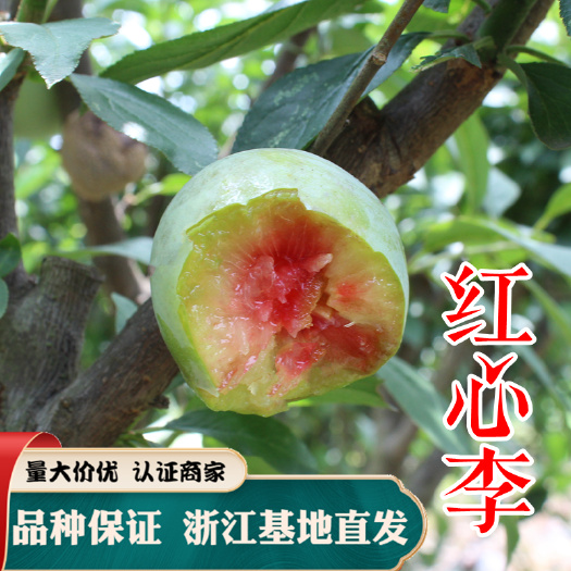 嵊州市红心李子苗 红心李树苗 红心李 品种保证 包邮基地直供