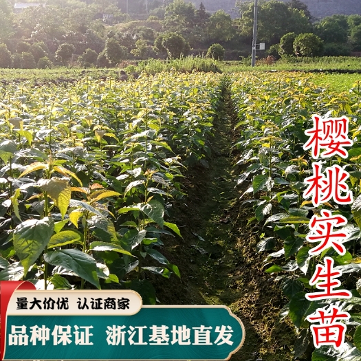 毛樱桃苗 樱桃实生苗 野生樱桃苗 山樱桃苗 樱桃砧木苗 草樱