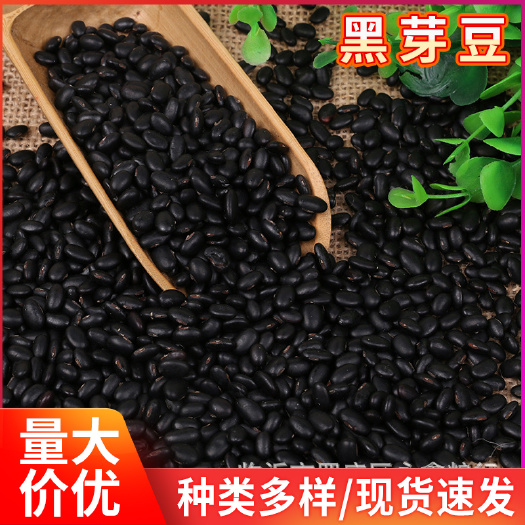 临沂黑大豆  黑芽豆发豆芽用豆批发五谷杂粮黑芽豆磨豆浆发豆芽厂家现货供应
