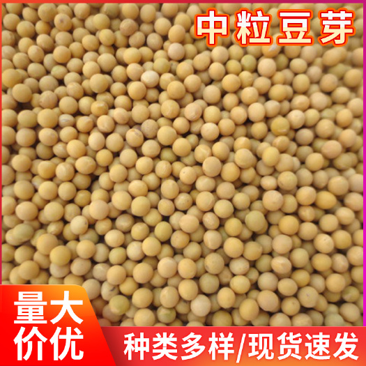 临沂大豆  东北中粒芽豆发豆芽使用芽豆 五谷杂粮中粒发芽种子 大量现货