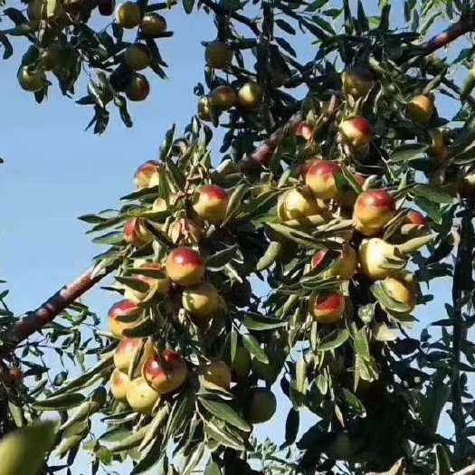 黄骅市鲜枣 黄骅冬枣